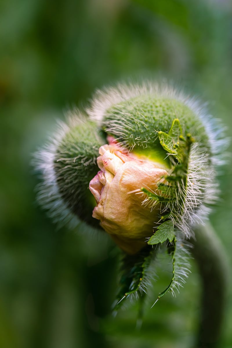Flowering Plant