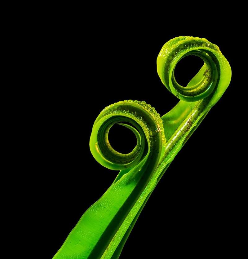 Leafy Plant