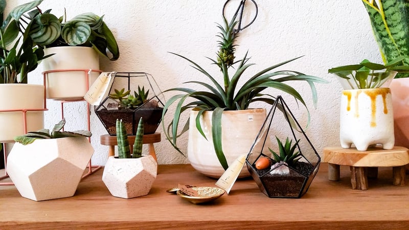 Money Plant