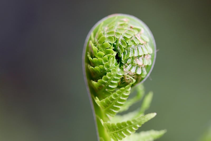 Growing Challenges Image