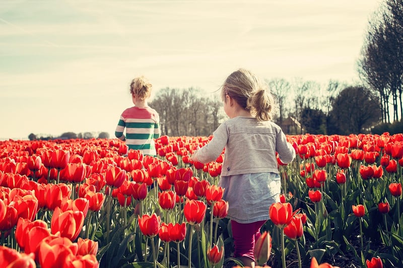 Tulip